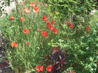 Poppies at Les Coquelicots