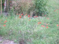 More poppies at Les Coquelicots